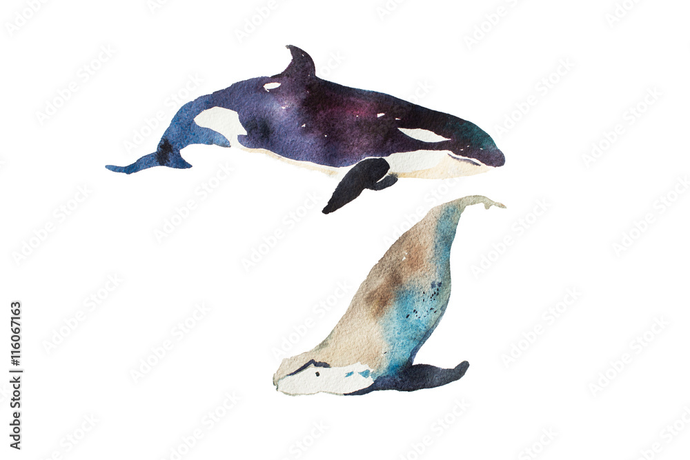 Fototapeta premium Watercolor whales Hand drawn illustration on white