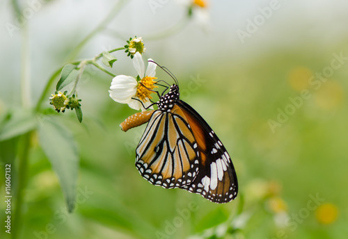 Common Tiger  Monarch family  butterfly collecting nectar on wild grass flower in nature