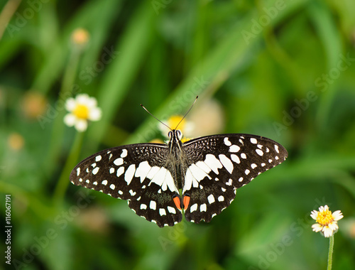 Lime butterfly (Papilio Demoleus butterfly) collecting nectar on wild grass flower