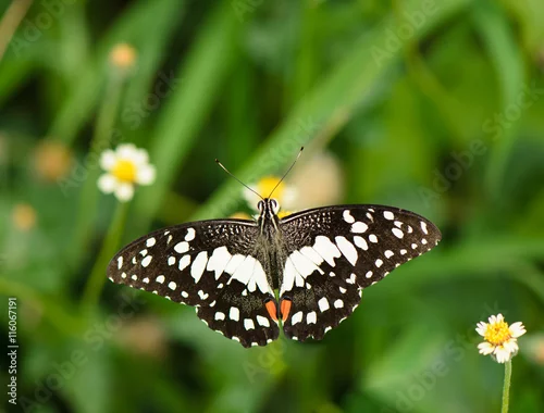 Obraz Lime butterfly (Papilio Demoleus butterfly) collecting nectar on wild grass flower