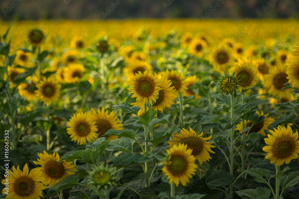 beautiful sunflower on the field at sunny day beautiful sunflower on the field at sunny day