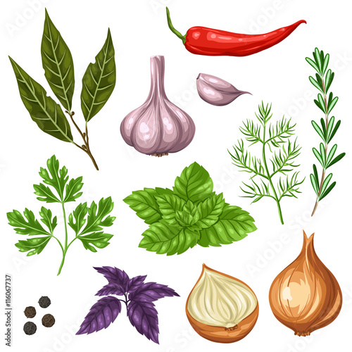 Set of various stylized herbs and spices
