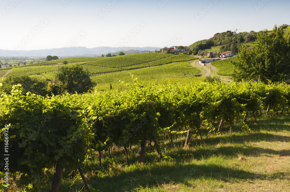 Naklejka premium View of Prosecco vineyards during summer