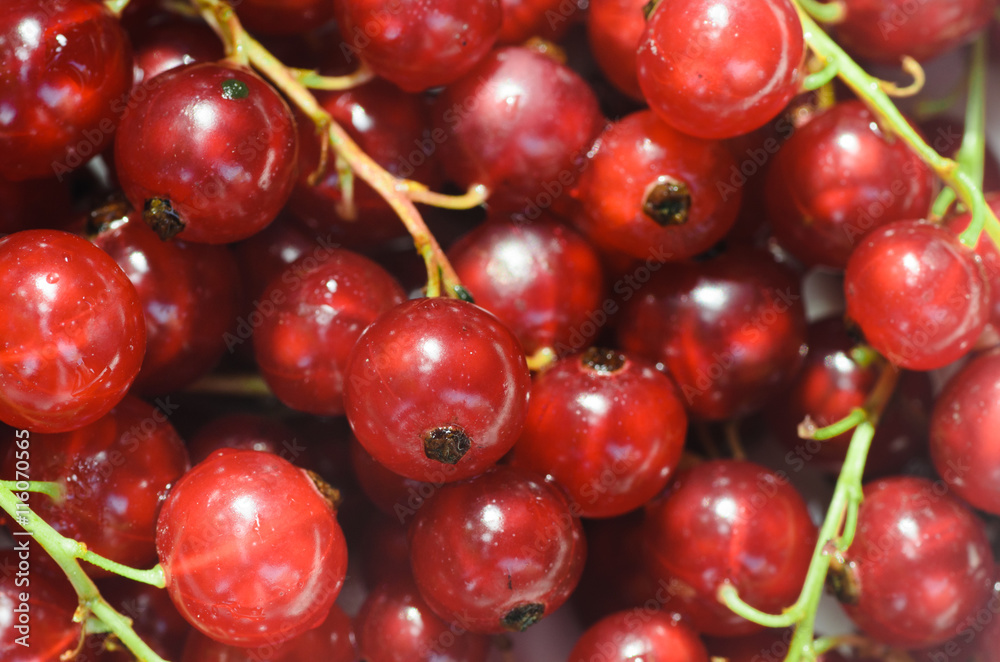 red currant