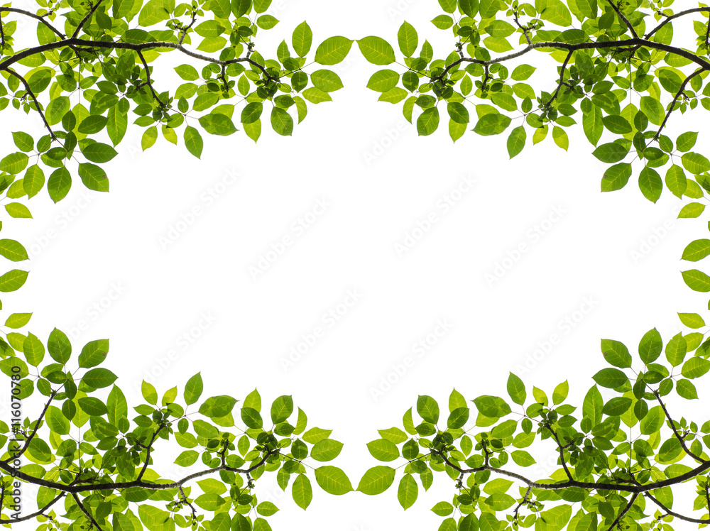 Green leaves on tree isolated on white background with space for texts