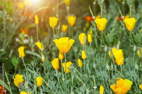 Green floral background outdoors