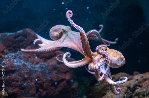 Octopus in water 