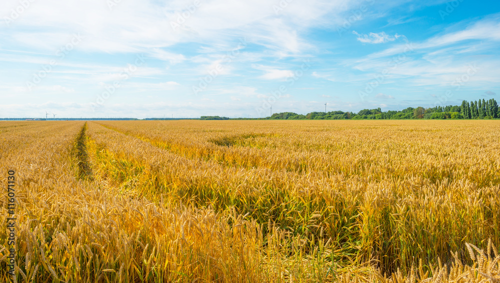Field with grain in summer
