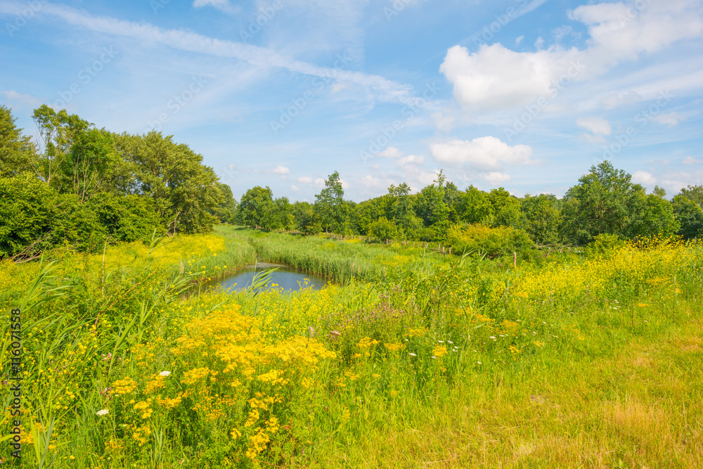 Wild flowers along the shore of a lake Wild flowers along the shore of a lake