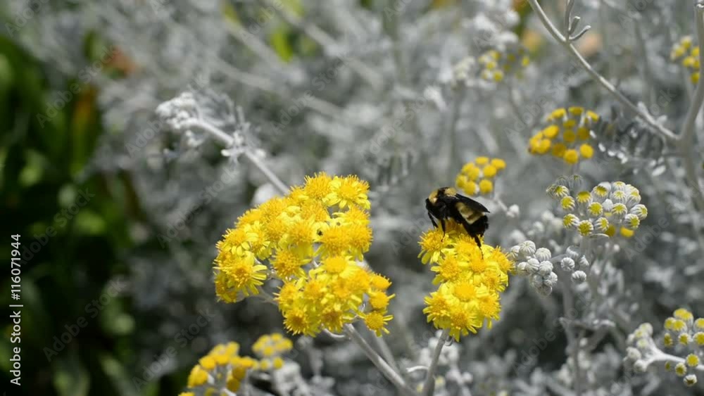 Bumblebee 02 Yellow Flowers