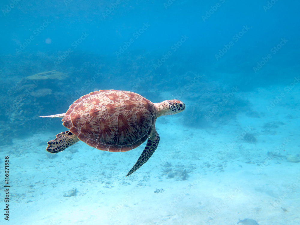 Obraz premium tortue verte nageant à Mayotte