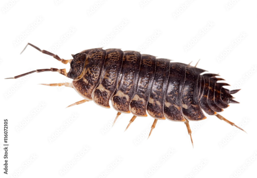 Wood louse