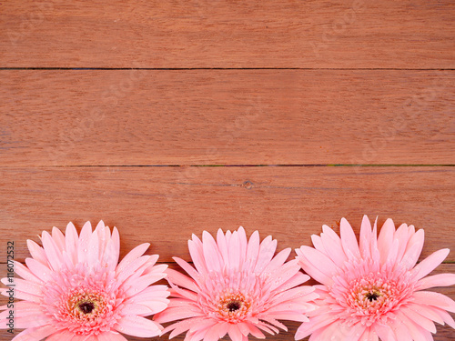 Sweet pink Gerbera flower in wood background 2