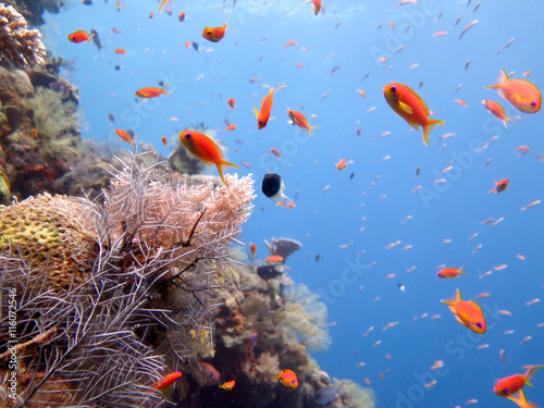 Récif corallien riche en poisson à Mayotte