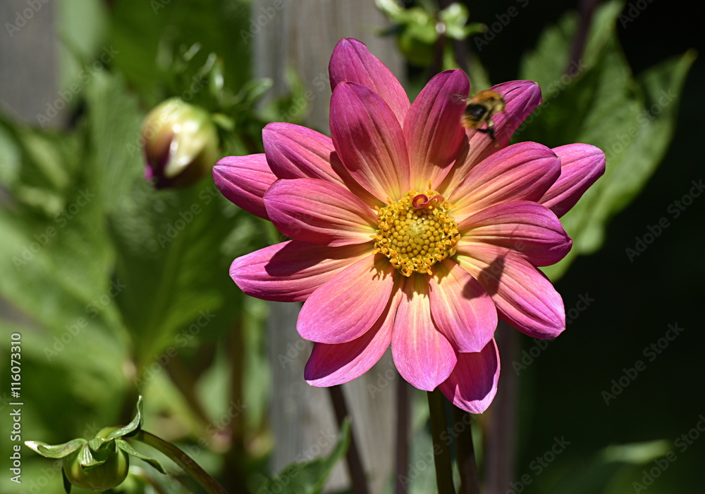 Obraz premium dahlia