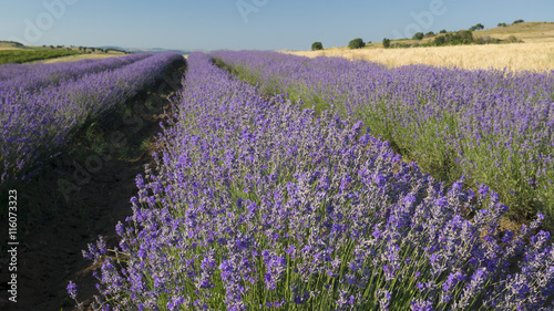 Rows of lavender