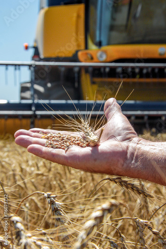 Wheat spikelet lie on male palm against the background of the harvester in sunny summer day, closeup