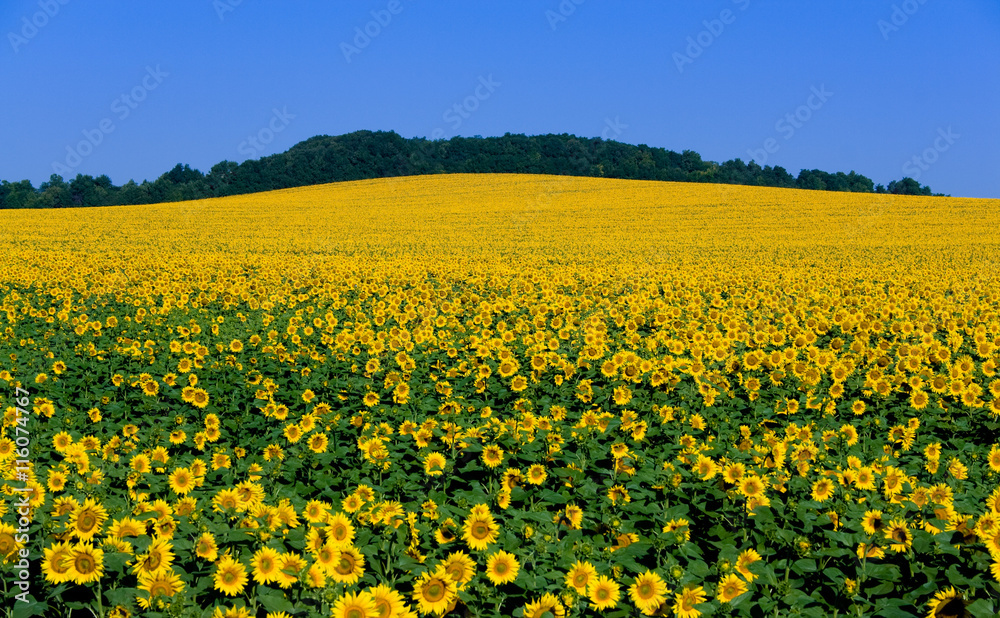 Big field flowering sunflower on background blue sky Big field flowering sunflower on background blue sky