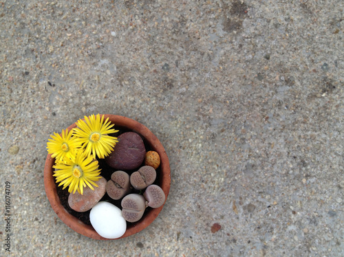 Lithops composition with flower. photo