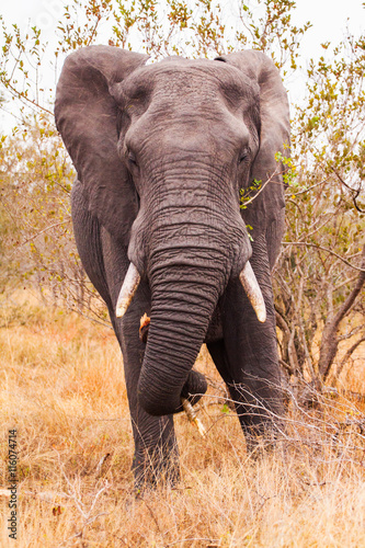 African elephant (Loxodonta africana), Kruger Park, South Africa