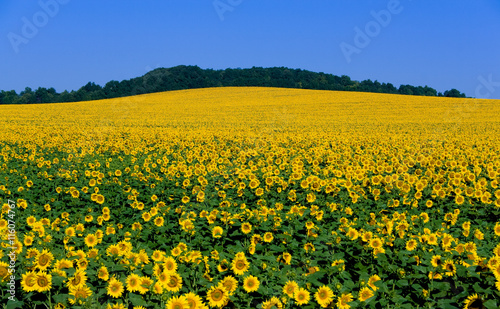 Big field flowering sunflower on background blue sky