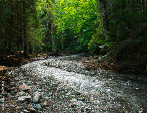 Stream of water in old rocky mountain forest