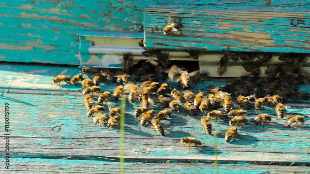 swarm of bees at the entrance to the hive, motion swarm of bees at the entrance to the hive, motion