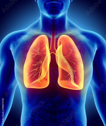 3D illustration of Lungs, medical concept.