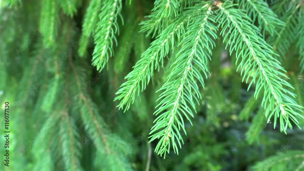 Pine Tree Branch in Breeze Pine Tree Branch in Breeze