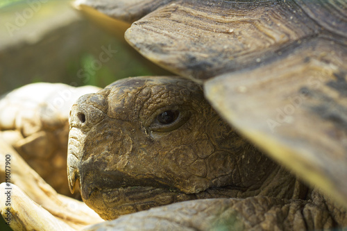 Portrait of big land turtle in shell