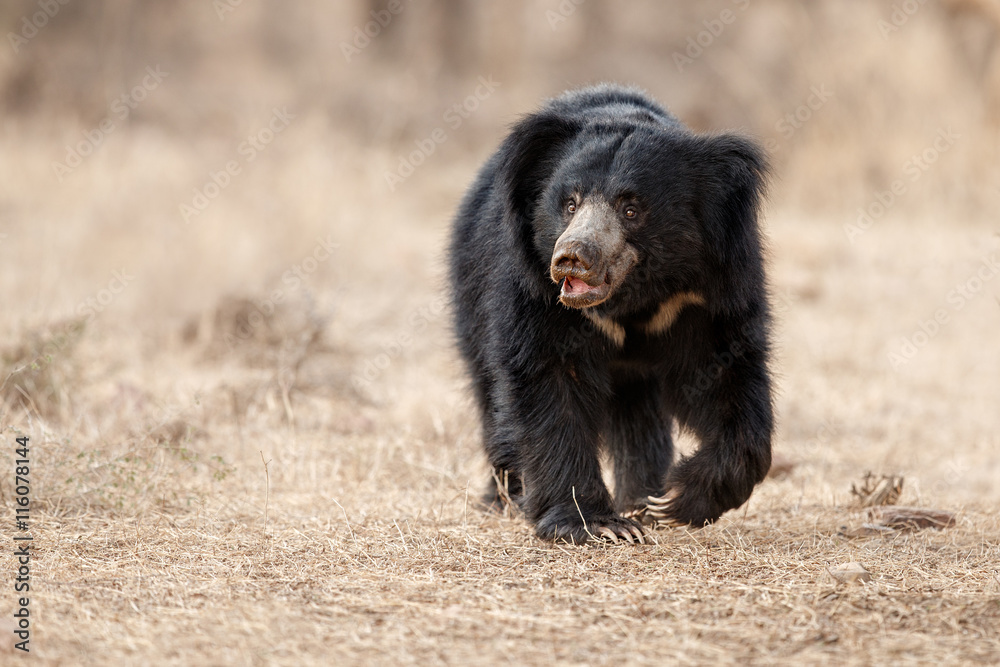 Obraz premium Big beautiful sloth bear male is searching termites/wild animal in the nature habitat/India