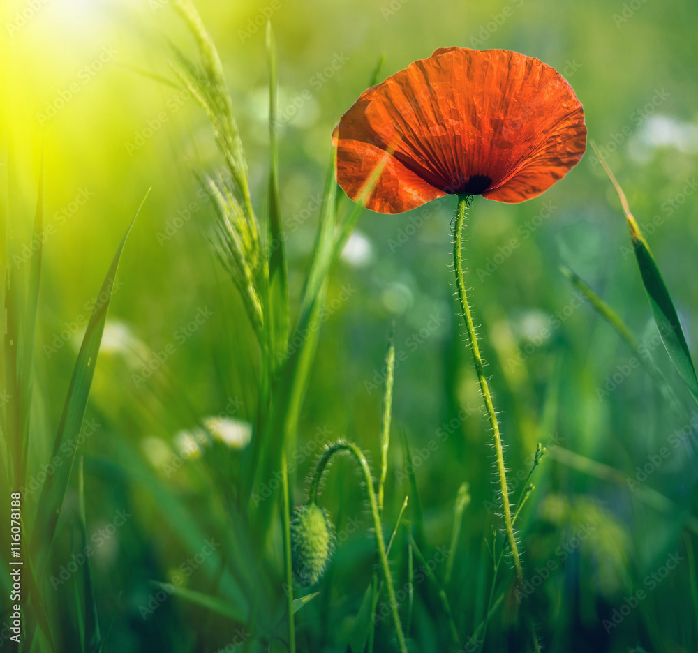 Naklejka premium Amazing poppy field . Summer flowers .