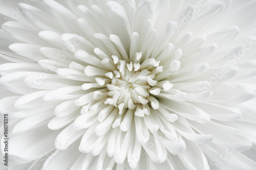Brightly white beautiful flower close up