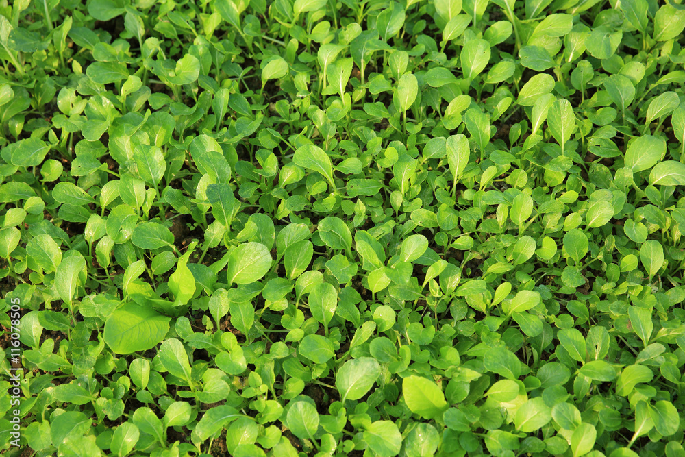 Fototapeta premium green choysum plants in growth at garden