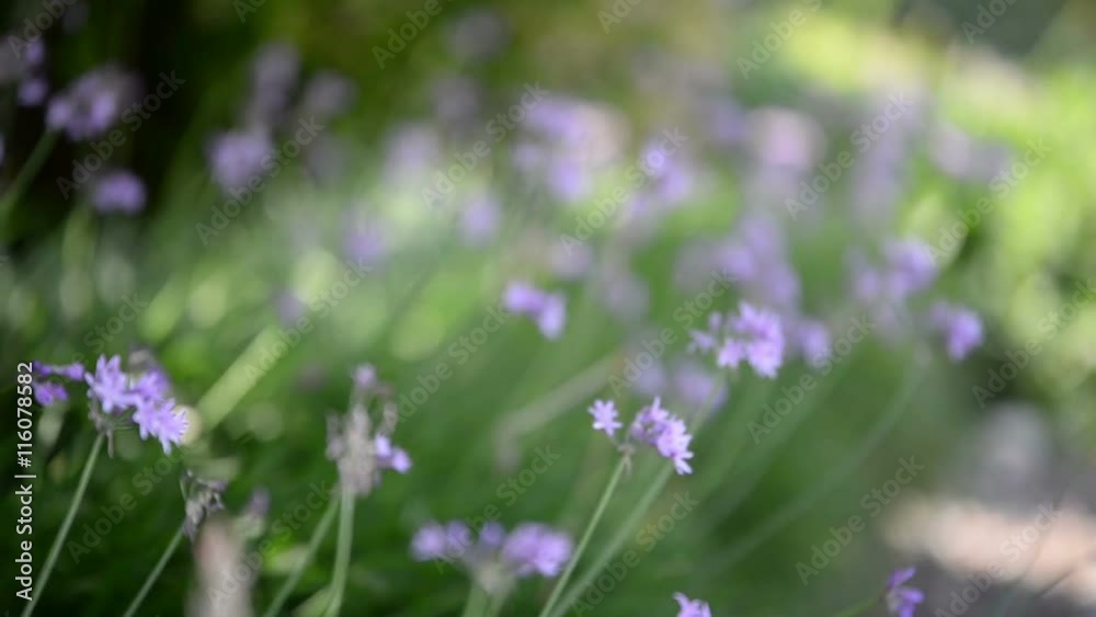 Spring Flowers 22 Focus In and Out Spring Flowers 22 Focus In and Out