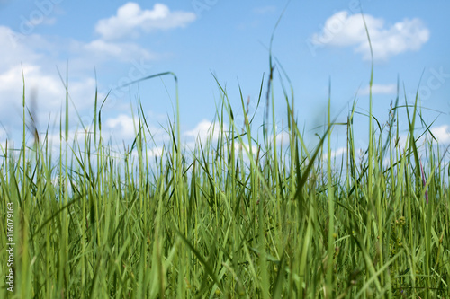 High dense grass against sky