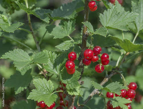 bush of red currants