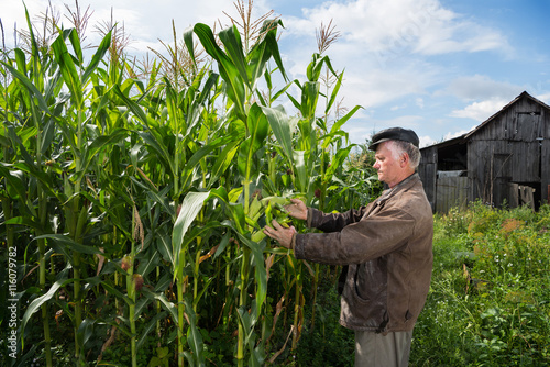 Farmer examining corn plants