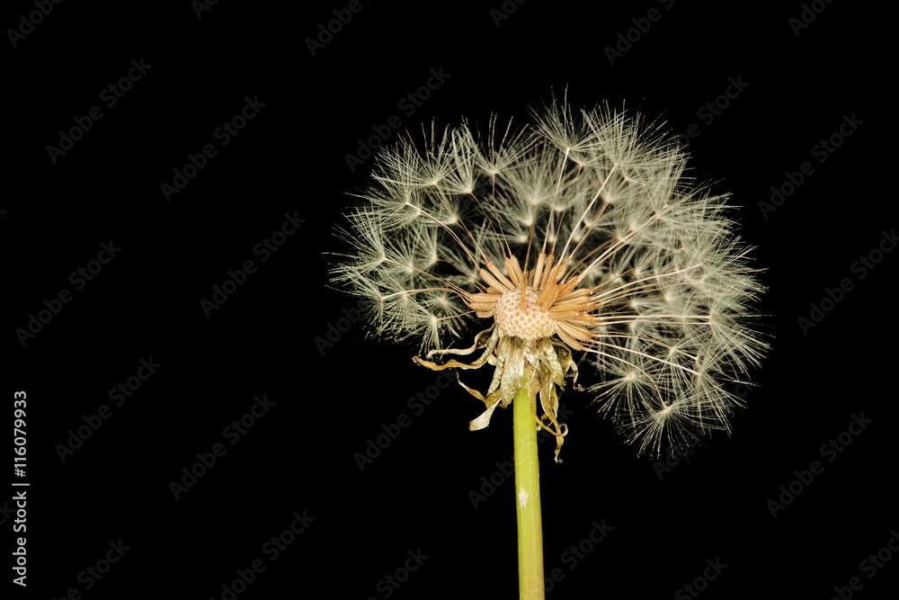 Obraz premium Grown bald dandelion isolated on black background