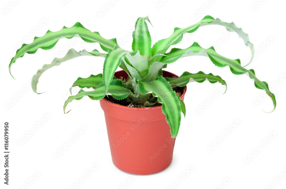 Fototapeta premium Plant in pot isolated on white background