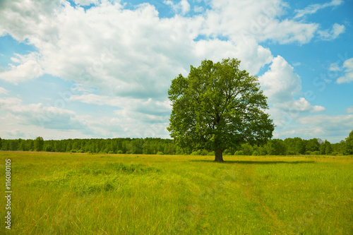 Tree alone growing in field - oak
