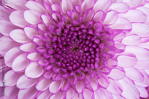 Close up - center of violet flower