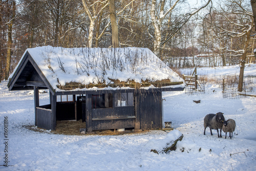 Cheeps outside their feeding house in winter time photo