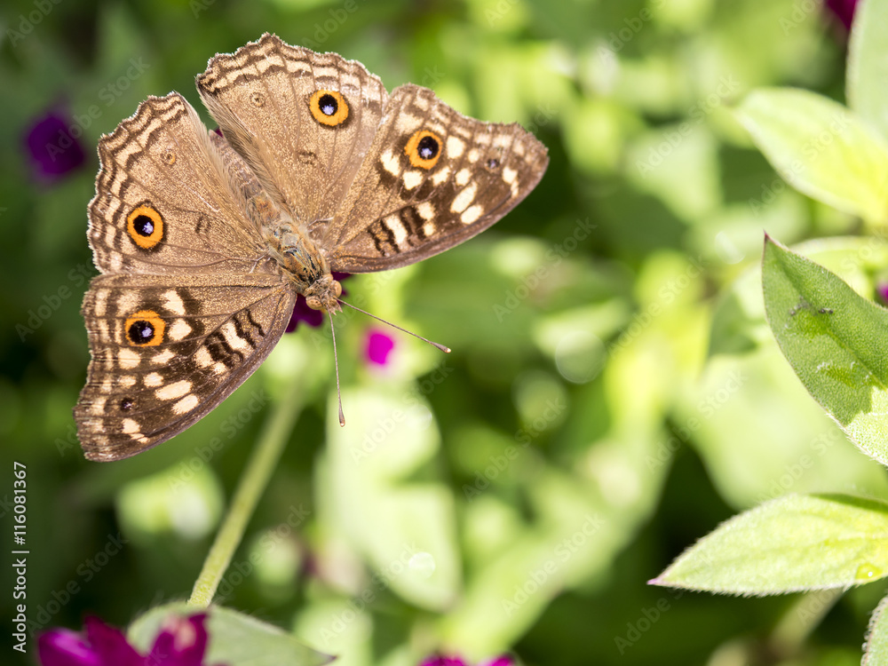Close up butterfly in Globe amaranth flower 2 Close up butterfly in Globe amaranth flower 2