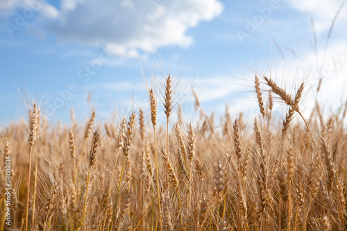 Ears of wheat against the sky