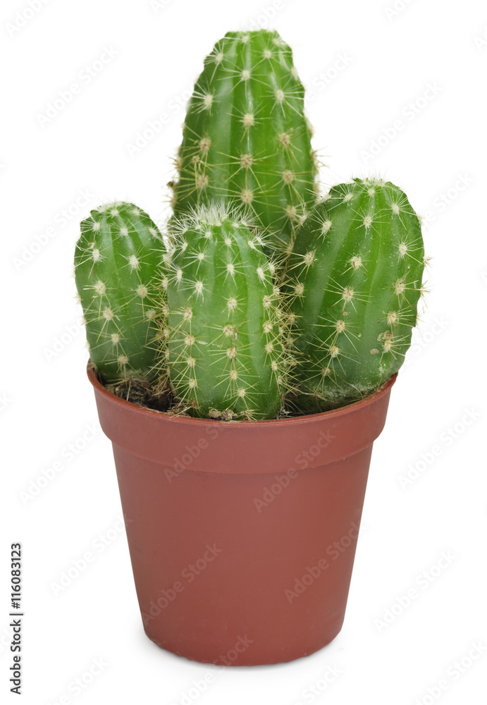 Cactus on white Cactus on white