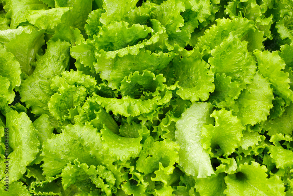 Green salad is growing in garden Green salad is growing in garden