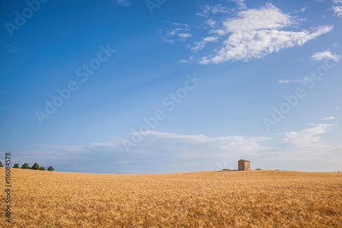 Wheat field in famous Provence  south of France.