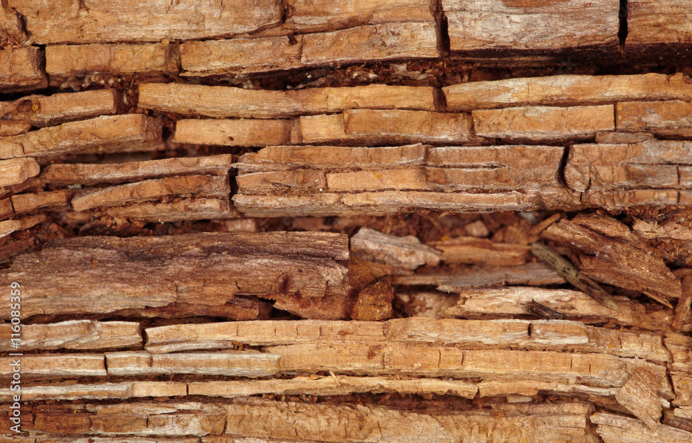 Rotten wooden background Rotten wooden background