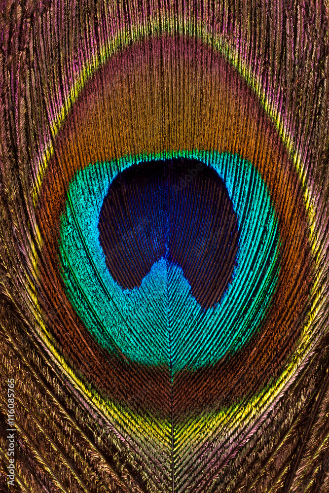 Obraz premium Vertical background of peacock bright and colorful feathers close-up.